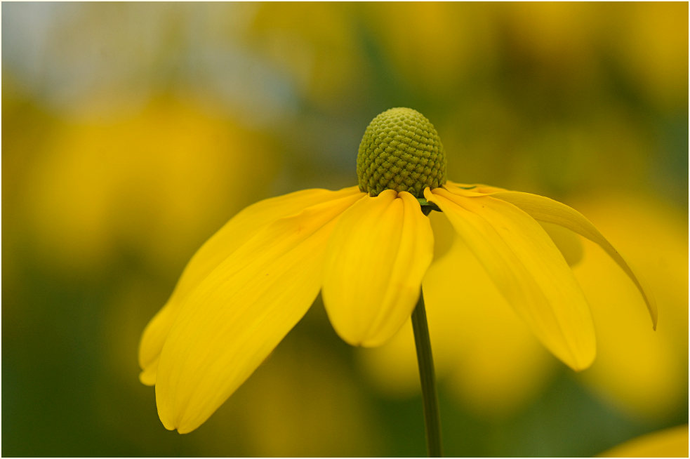 Sonnenhut (Rudbeckia)