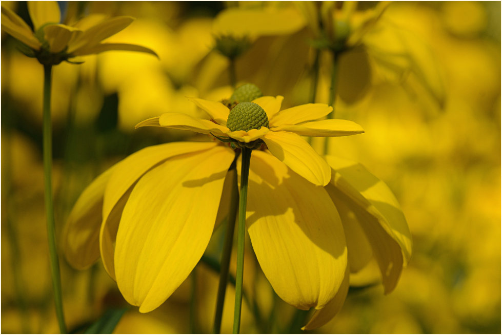 Sonnenhut (Rudbeckia)