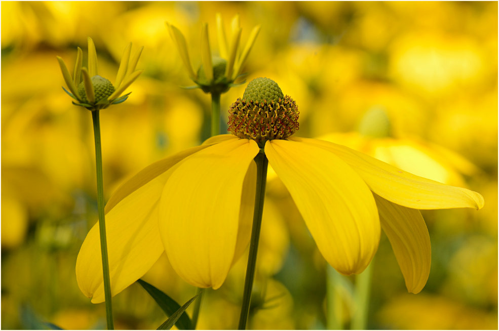 Sonnenhut (Rudbeckia)