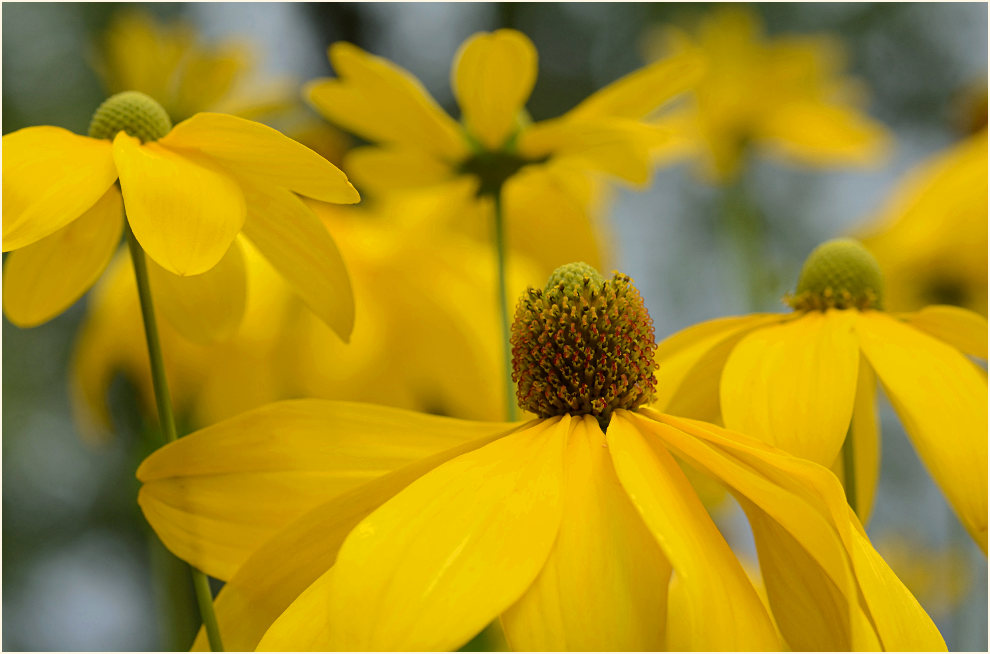 Sonnenhut (Rudbeckia)