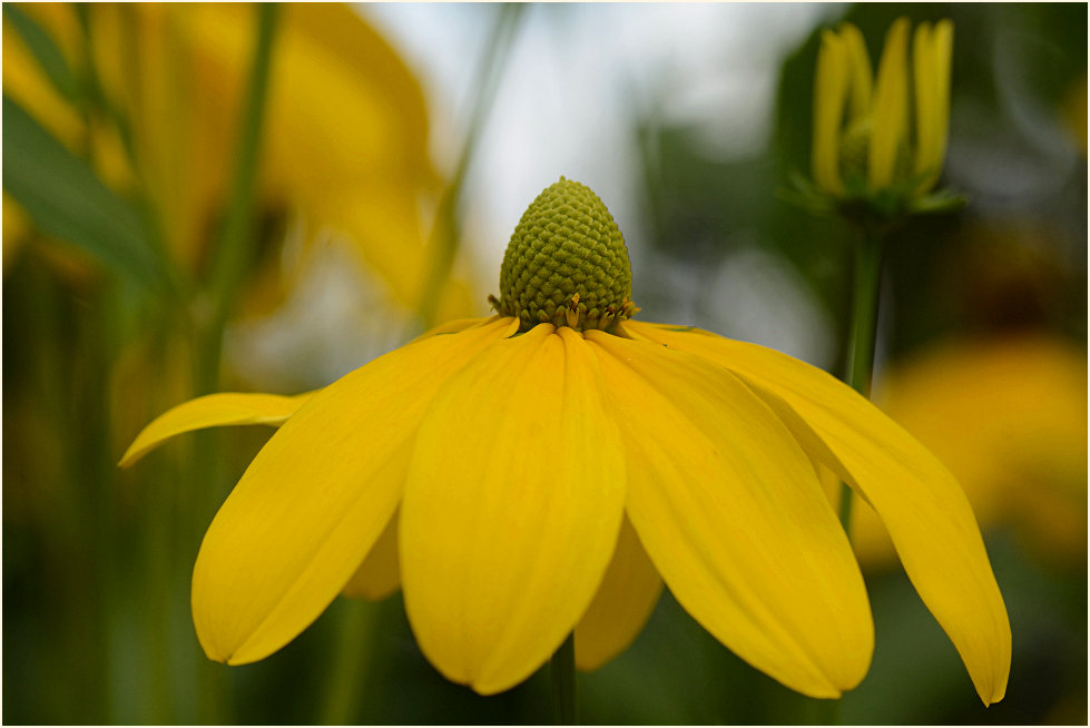 Sonnenhut (Rudbeckia)