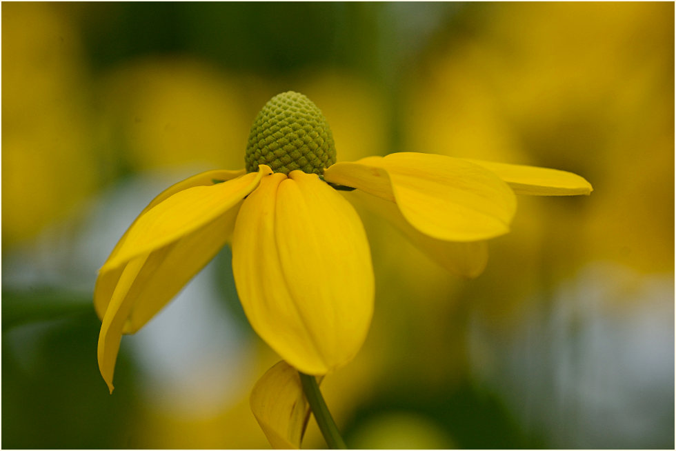 Sonnenhut (Rudbeckia)