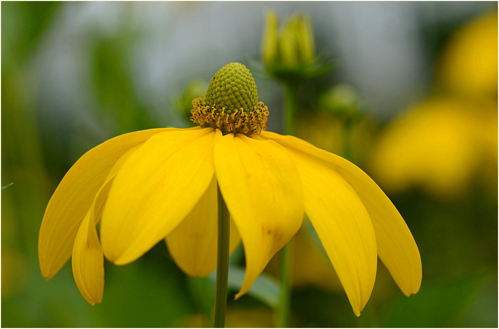 Sonnenhut (Rudbeckia)