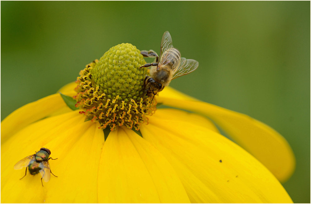 Sonnenhut (Rudbeckia)