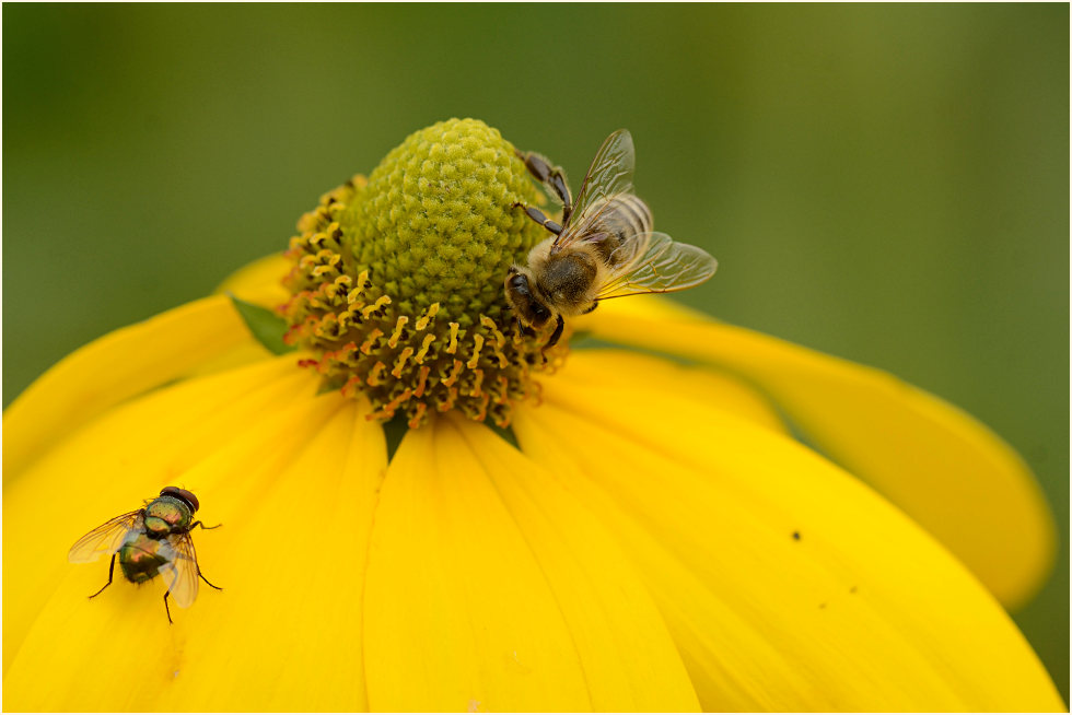 Sonnenhut (Rudbeckia)