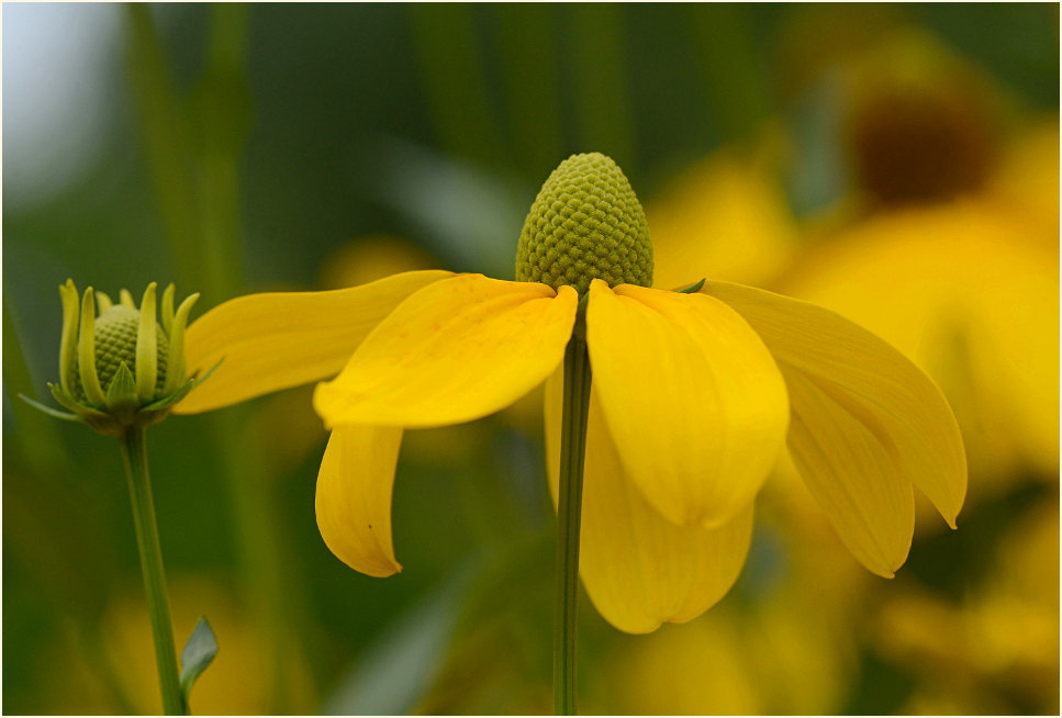 Sonnenhut (Rudbeckia)