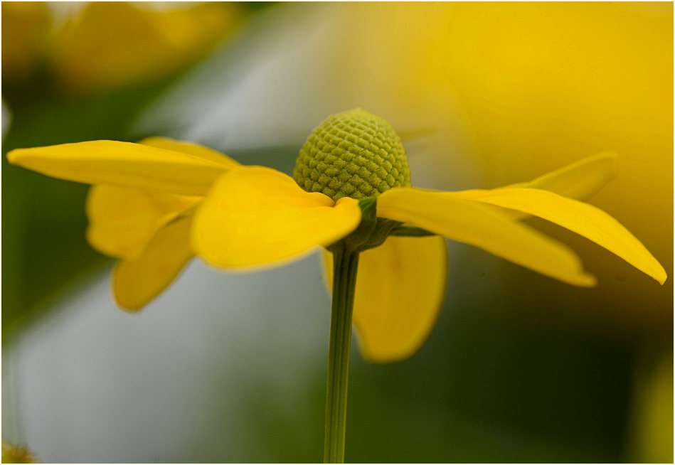 Sonnenhut (Rudbeckia)