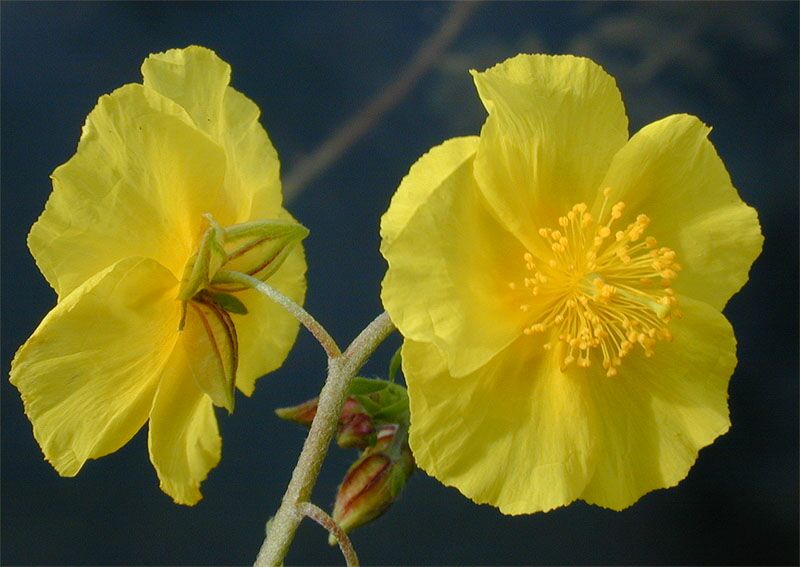 Sonnenröschen (Helianthemum)