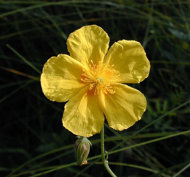 Sonnenröschen (Helianthemum)