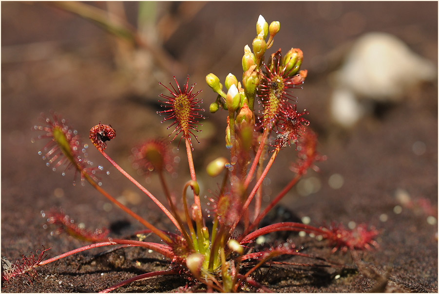 Sonnentau, Mittlerer (Drosera intermedia)