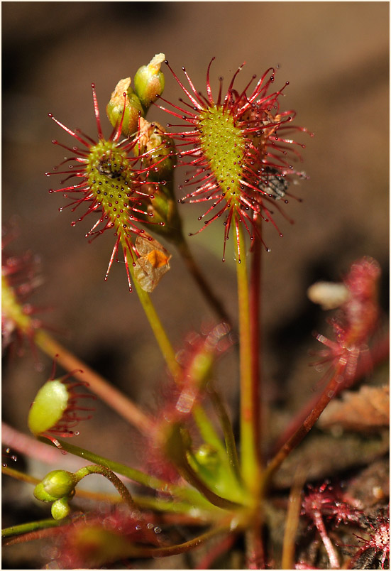 Sonnentau, Mittlerer (Drosera intermedia)