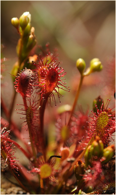 Sonnentau, Mittlerer (Drosera intermedia)