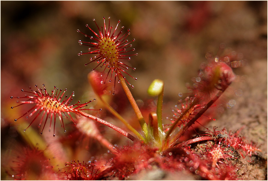 Sonnentau, Mittlerer (Drosera intermedia)