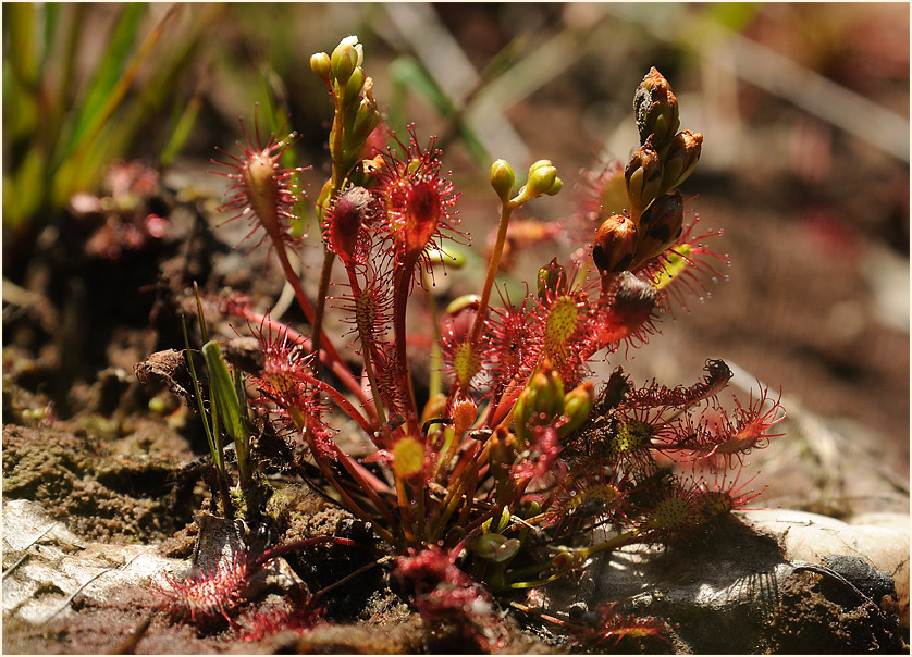 Sonnentau, Mittlerer (Drosera intermedia)