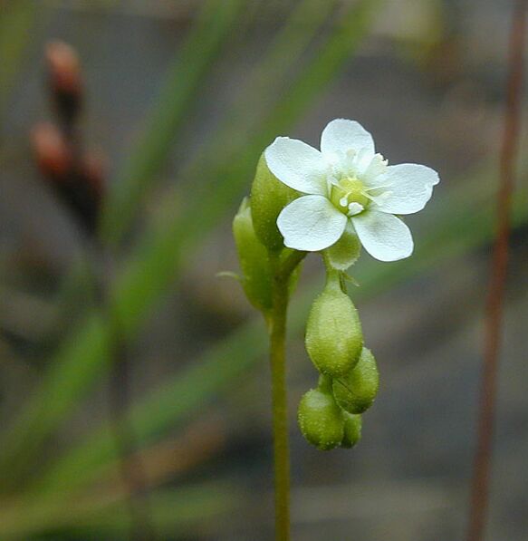 Sonnentau, Mittlerer (Drosera intermedia)