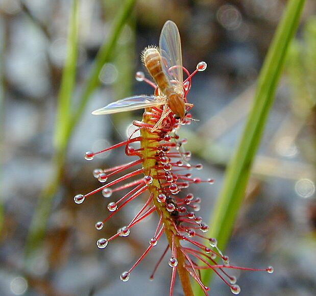 Sonnentau, Mittlerer (Drosera intermedia)