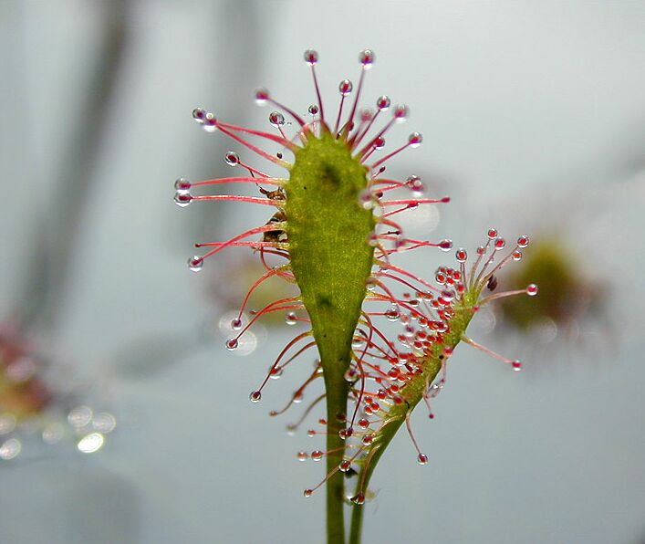 Sonnentau, Mittlerer (Drosera intermedia)