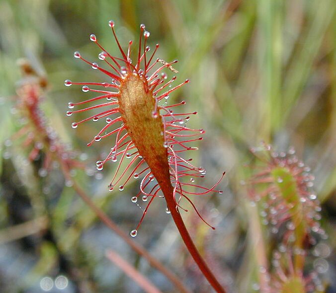 Sonnentau, Mittlerer (Drosera intermedia)