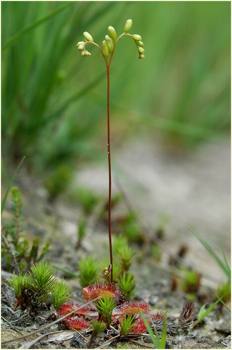Sonnentau, Mittlerer (Drosera intermedia)