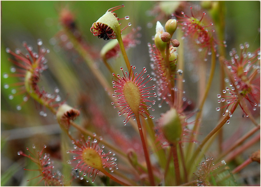 Sonnentau, Mittlerer (Drosera intermedia)