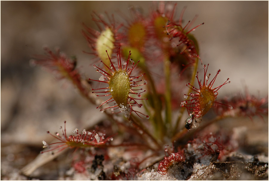 Sonnentau, Mittlerer (Drosera intermedia)