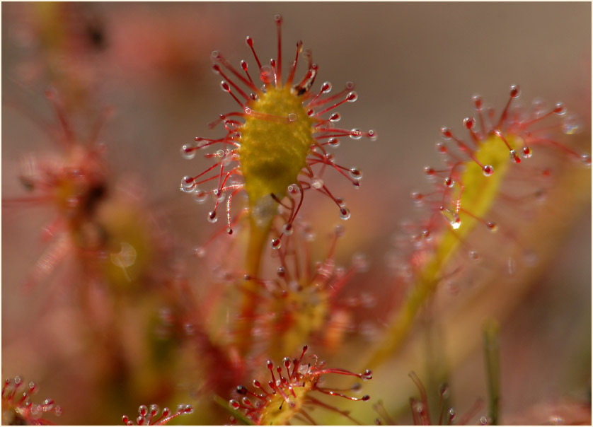 Sonnentau, Mittlerer (Drosera intermedia)