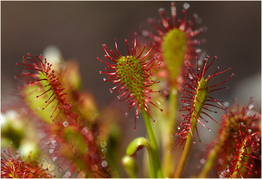 Sonnentau, Mittlerer (Drosera intermedia)