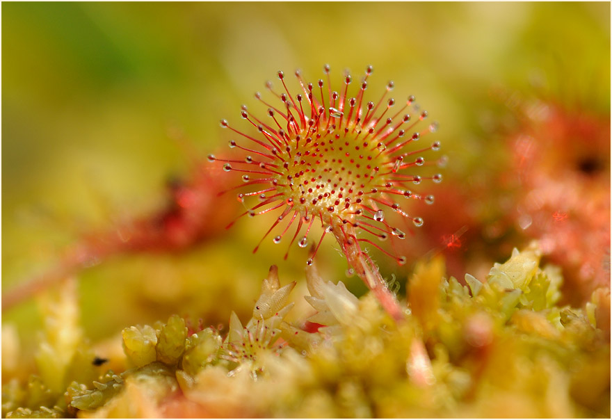 Sonnentau, Rundblättriger (Drosera rotundifolia)