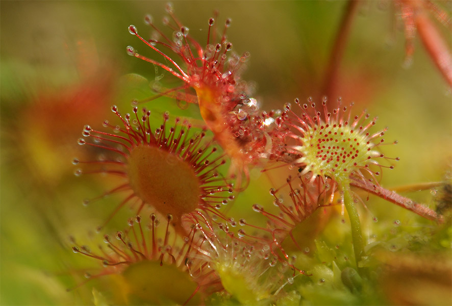 Sonnentau, Rundblättriger (Drosera rotundifolia)