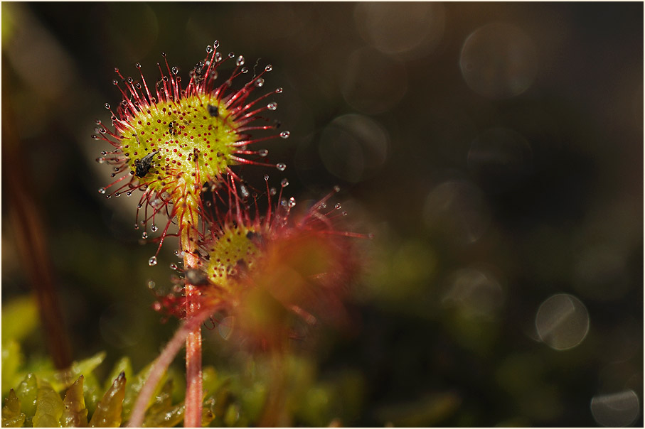 Sonnentau, Rundblättriger (Drosera rotundifolia)