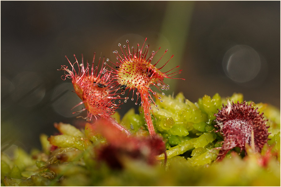 Sonnentau, Rundblättriger (Drosera rotundifolia)