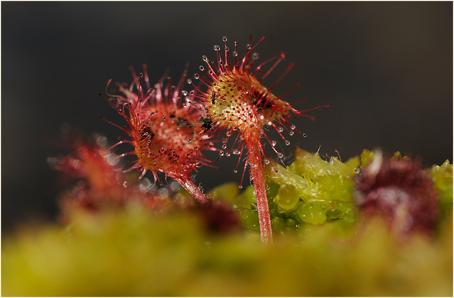 Sonnentau, Rundblättriger (Drosera rotundifolia)