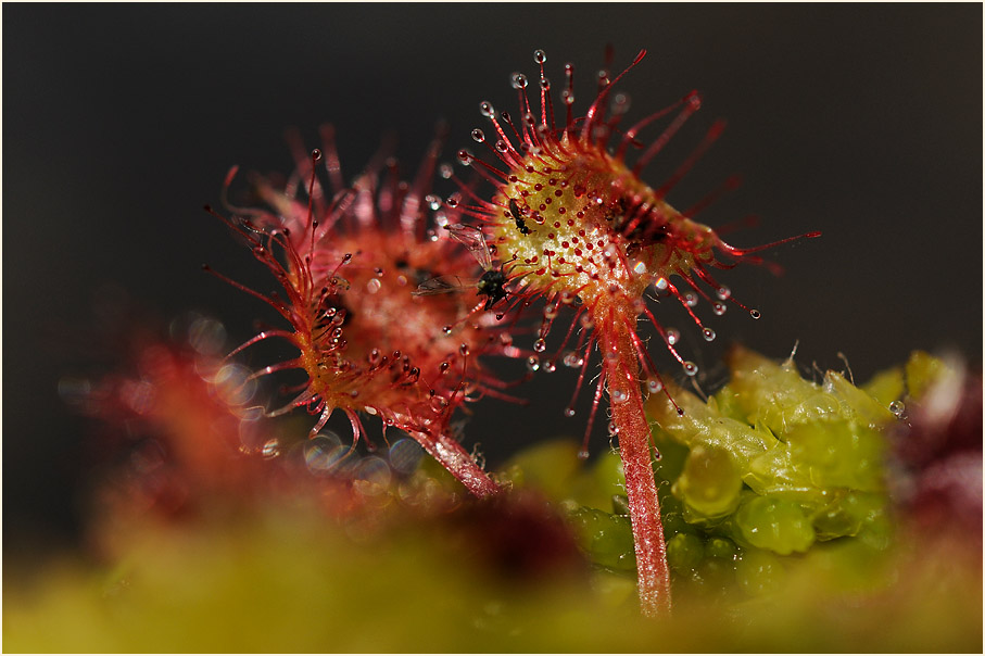 Sonnentau, Rundblättriger (Drosera rotundifolia)