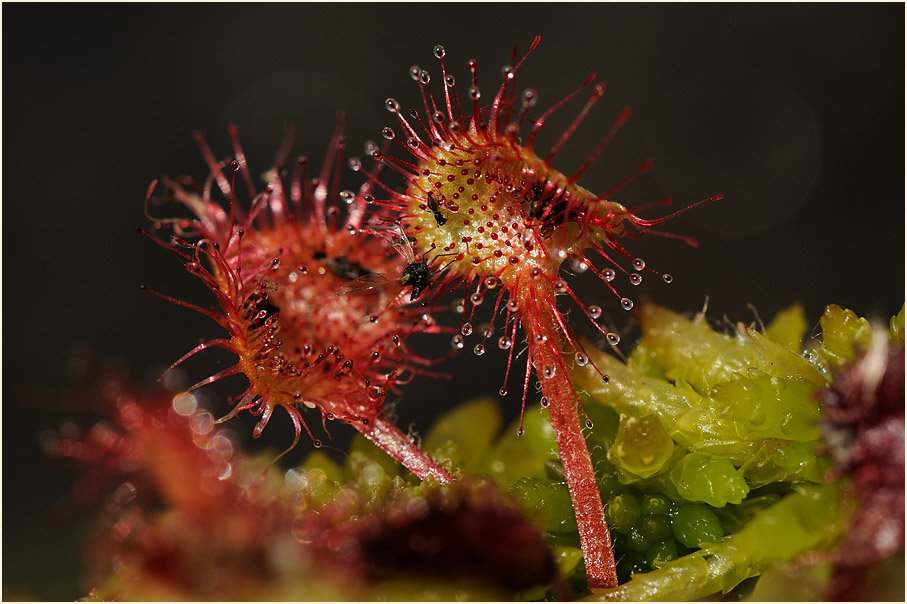 Sonnentau, Rundblättriger (Drosera rotundifolia)