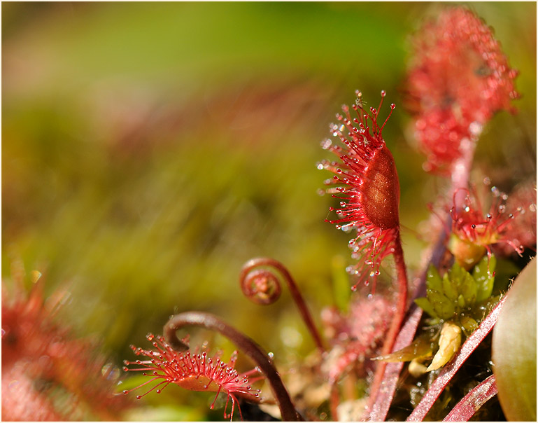 Sonnentau, Rundblättriger (Drosera rotundifolia)