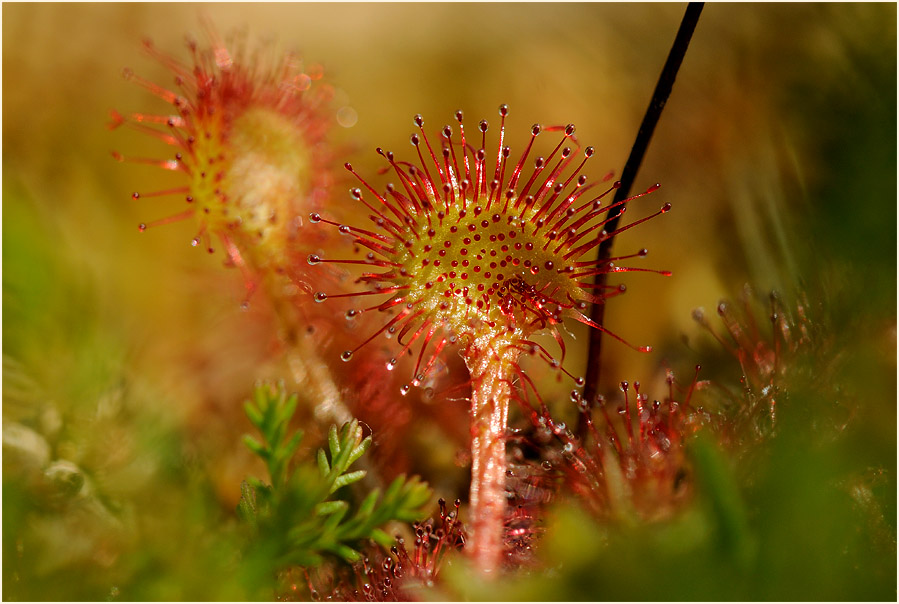 Sonnentau, Rundblättriger (Drosera rotundifolia)