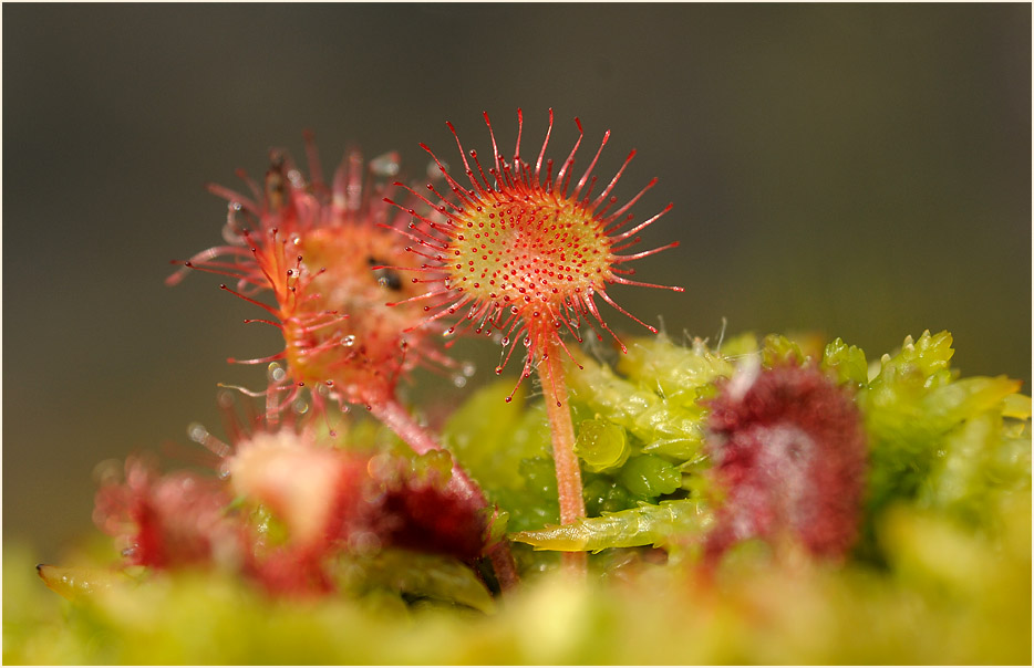 Sonnentau, Rundblättriger (Drosera rotundifolia)