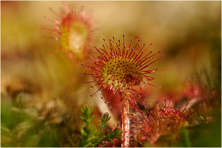 Sonnentau, Rundblättriger (Drosera rotundifolia)