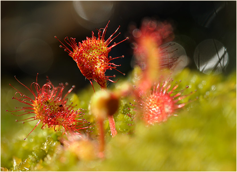 Sonnentau, Rundblättriger (Drosera rotundifolia)