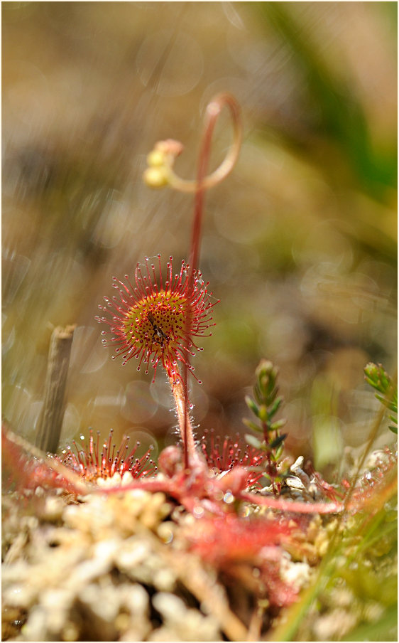 Sonnentau, Rundblättriger (Drosera rotundifolia)