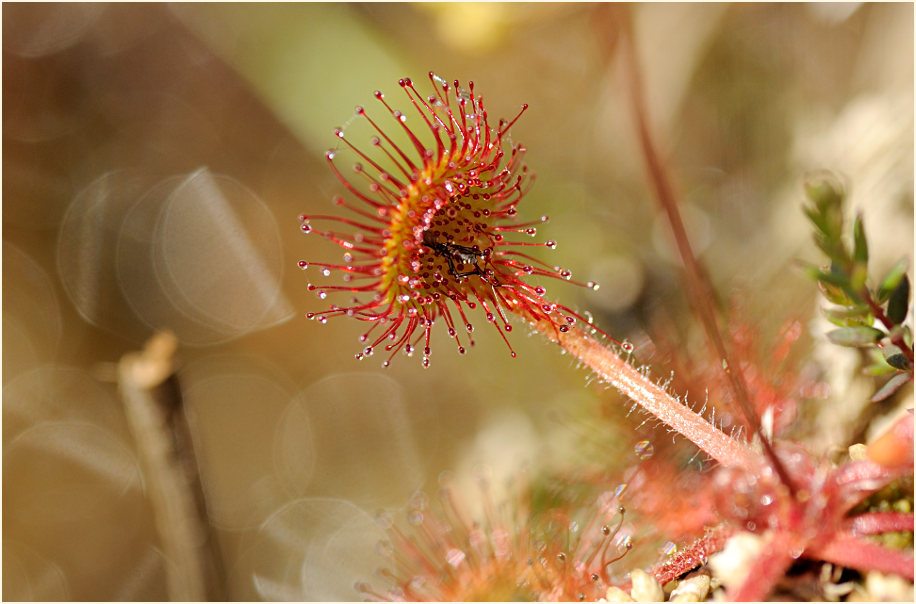 Sonnentau, Rundblättriger (Drosera rotundifolia)