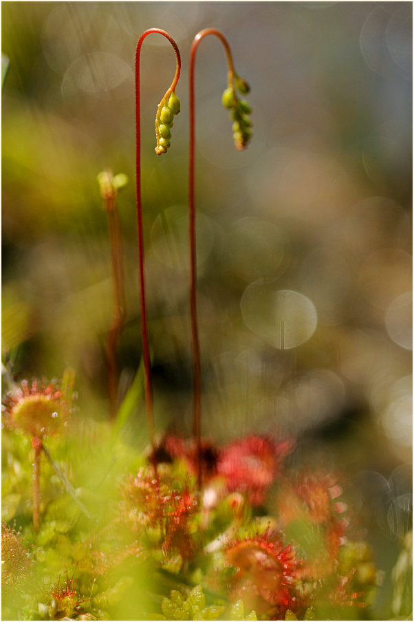 Sonnentau, Rundblättriger (Drosera rotundifolia)