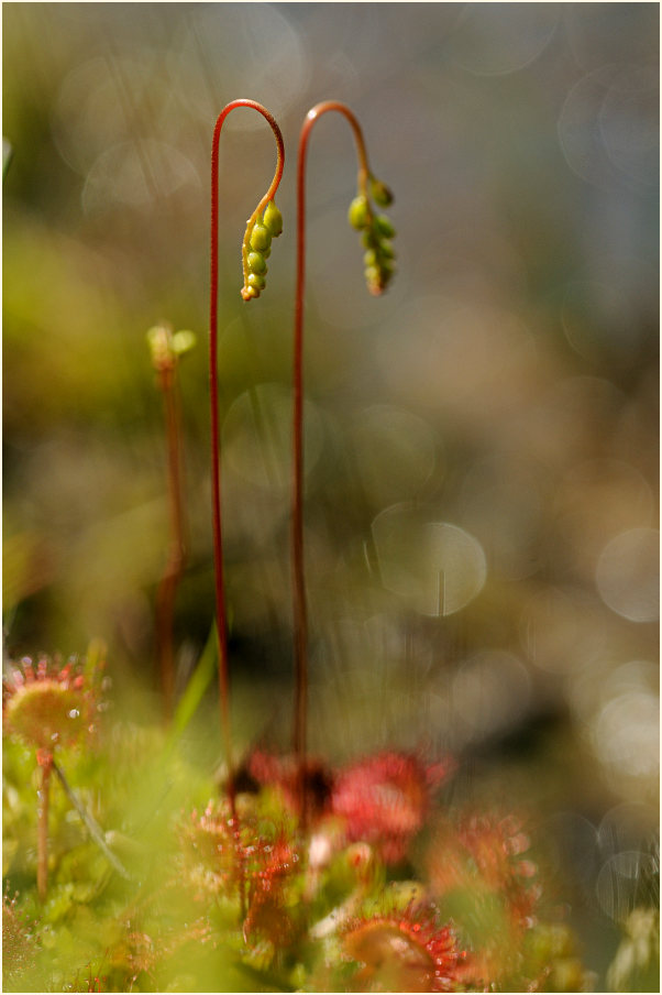 Sonnentau, Rundblättriger (Drosera rotundifolia)