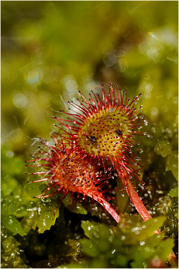 Sonnentau, Rundblättriger (Drosera rotundifolia)