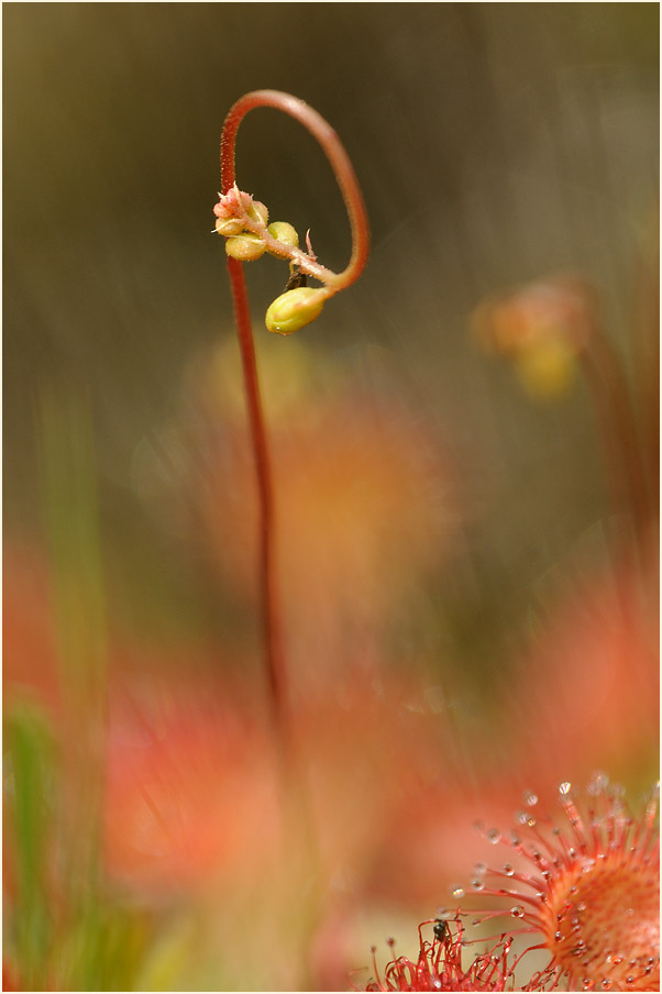 Sonnentau, Rundblättriger (Drosera rotundifolia)