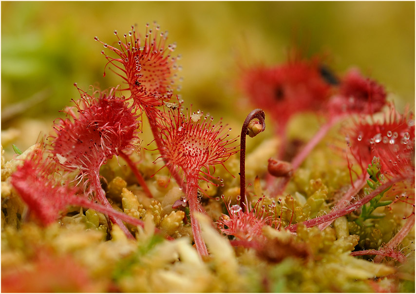 Sonnentau, Rundblättriger (Drosera rotundifolia)