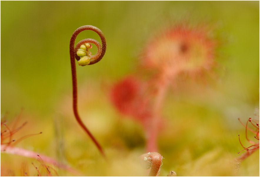 Sonnentau, Rundblättriger (Drosera rotundifolia)