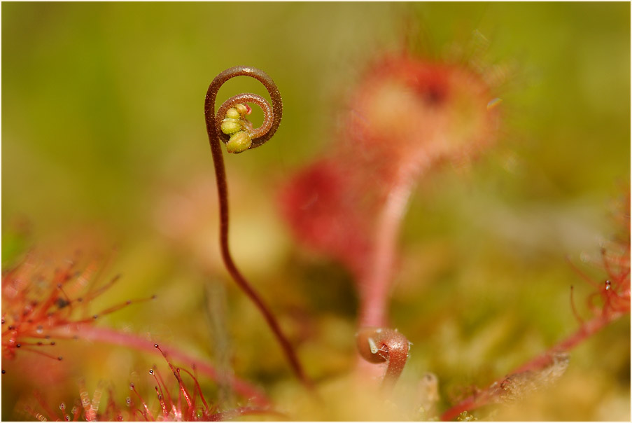 Sonnentau, Rundblättriger (Drosera rotundifolia)