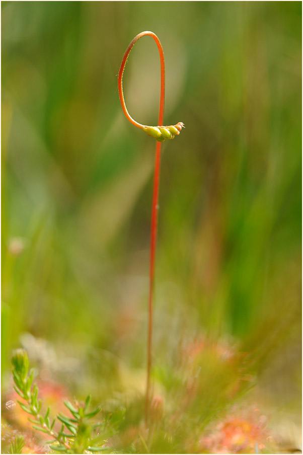 Sonnentau, Rundblättriger (Drosera rotundifolia)