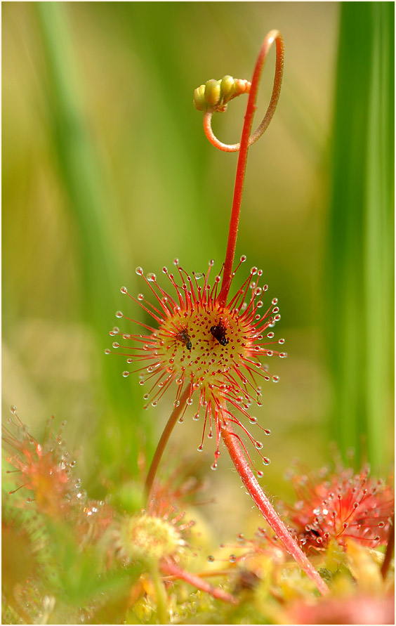 Sonnentau, Rundblättriger (Drosera rotundifolia)